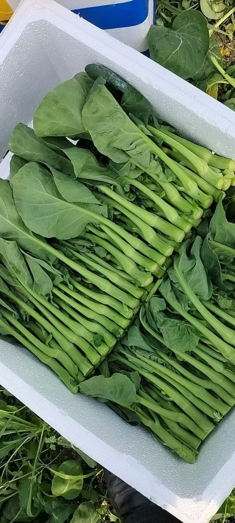 迟菜心 广东油菜心 产地直供 货源充足 常年有货 一条龙