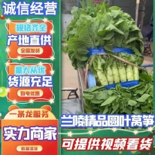 青皮莴笋 产地看货论价 保质保量 欢迎订购 支持打款发货