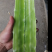 青皮莴笋 产地看货论价 保质保量 欢迎订购 支持打款发货