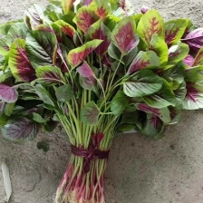 精品红笕菜 苋菜 大量供应 可以视频看货 欢迎来电采购