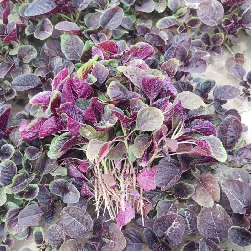 精品红笕菜 苋菜 大量供应 可以视频看货 欢迎来电采购