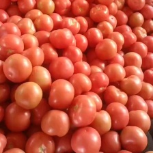 正宗普罗旺斯西红柿 大口感番茄 薄皮 沙瓤 一件代发