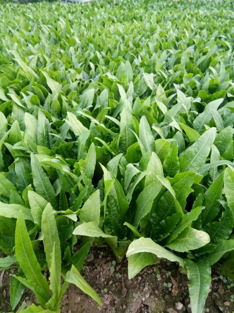 山东曹县大棚精品、油麦菜、 35cm左右、可散装、可打捆