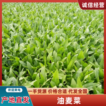 山东曹县大棚精品、油麦菜、 35cm左右、可散装、可打捆