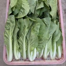 优质蔬菜，大量上市，欢迎骚扰