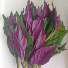 紫背菜     观音菜