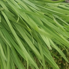 大棚韭菜要的联系