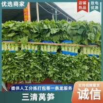 【实力供货】兰陵青皮莴苣 三清莴笋 基地大吨位代发全国市场