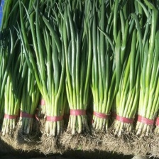 【精品小香葱】河北邯郸基地现货直发量大从优走商超市场批发