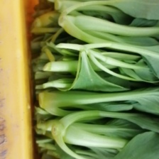 青杆鸡毛菜 产地直销 长期稳定