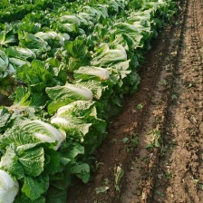 大白菜868，有要的联系