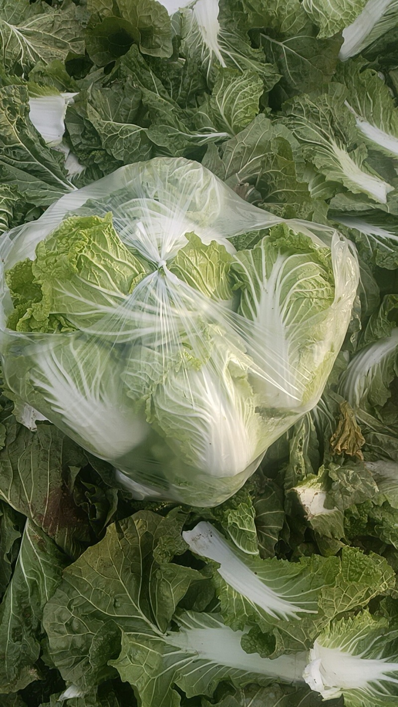 大白菜868，有要的联系