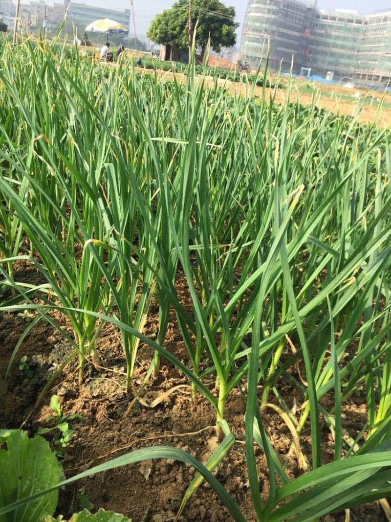 《牛商推荐》山东济宁大蒜基地直发地头干蒜视频看货