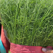 河北精品茴香，优选小茴香基地现货供应量大从优品质保障