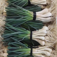 精品级牛腿藠头 大量有货  一手货源 全国发货 欢迎电联