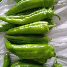 山东辣椒精品芜湖椒新鲜上市，产地发货15公分以上可代发货