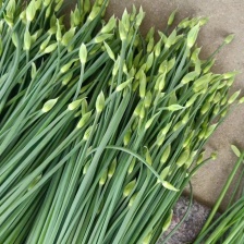 甘肃韭苔 基地一手货源 大量上市 产地直发 可视频看货