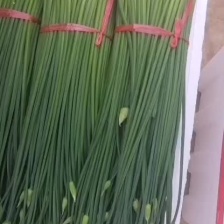 甘肃韭苔 基地一手货源 大量上市 产地直发 可视频看货