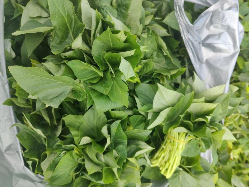 苕尖，红薯叶，番薯叶，薯尖种苗