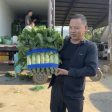 【新鲜莴苣】山东三青莴苣 大量上市 欢迎老板【前来咨询】