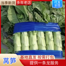 【新鲜莴苣】山东三青莴苣 大量上市 欢迎老板【前来咨询】