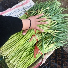 精品蒜薹，平邑红帽蒜苔，现摘现发货，产地货源代发全国各地