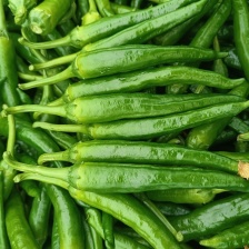 《皱皮椒》广东皱皮辣/产地货源/价格便宜/全国发货供应