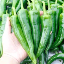 《皱皮椒》广东皱皮辣/产地货源/价格便宜/全国发货供应