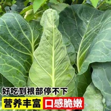 现有100吨包菜上市