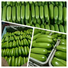 西葫芦 连云港西葫芦 油皮西葫芦 碧绿 量大产地直销