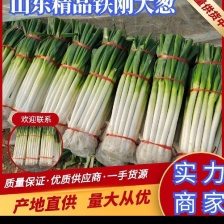 铁杆<font color=red>大葱</font>一手货源诚信合作，货源诚信，