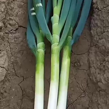 铁杆大葱一手货源诚信合作，货源诚信， 欢迎来电咨询