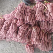 河北济薯33，适合电商.超市.诚信经营保证质量代发全国