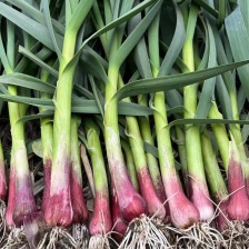 山东菏泽蒜苗 红根蒜苗 基地直供 品质保证 欢迎联系