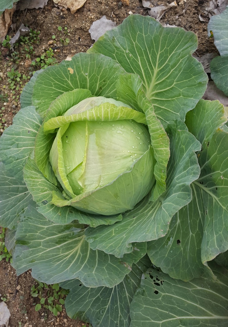扁包菜 新鲜包菜大量上市 基地直供 保质保量 欢迎订购