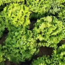 1.5斤精品生菜球产地直供质量保证/对接超市电商批发市场