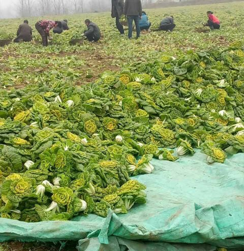 【黄心菜】安徽叶菜/产地批发/常年供应/量大从优/请致电