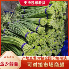 优质红帽蒜苔大量有货，价格合理质量保证，全国发货
