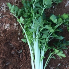 华州区<font color=red>芹菜</font>大量上市欢迎联系产地看货产