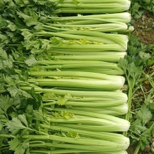 华州区芹菜大量上市欢迎联系产地看货产地代发