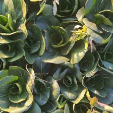 小青菜   上海青