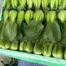 小青菜   上海青