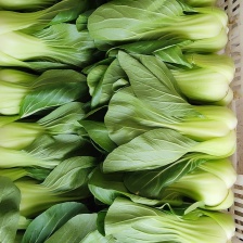 精品太湖菜大量上市 品质上乘 价格优惠 支持视频看货欢迎来电