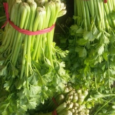 河北邯郸香芹基地 产地发货  保证质