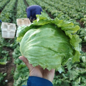 张家口坝上球生菜大量供应中