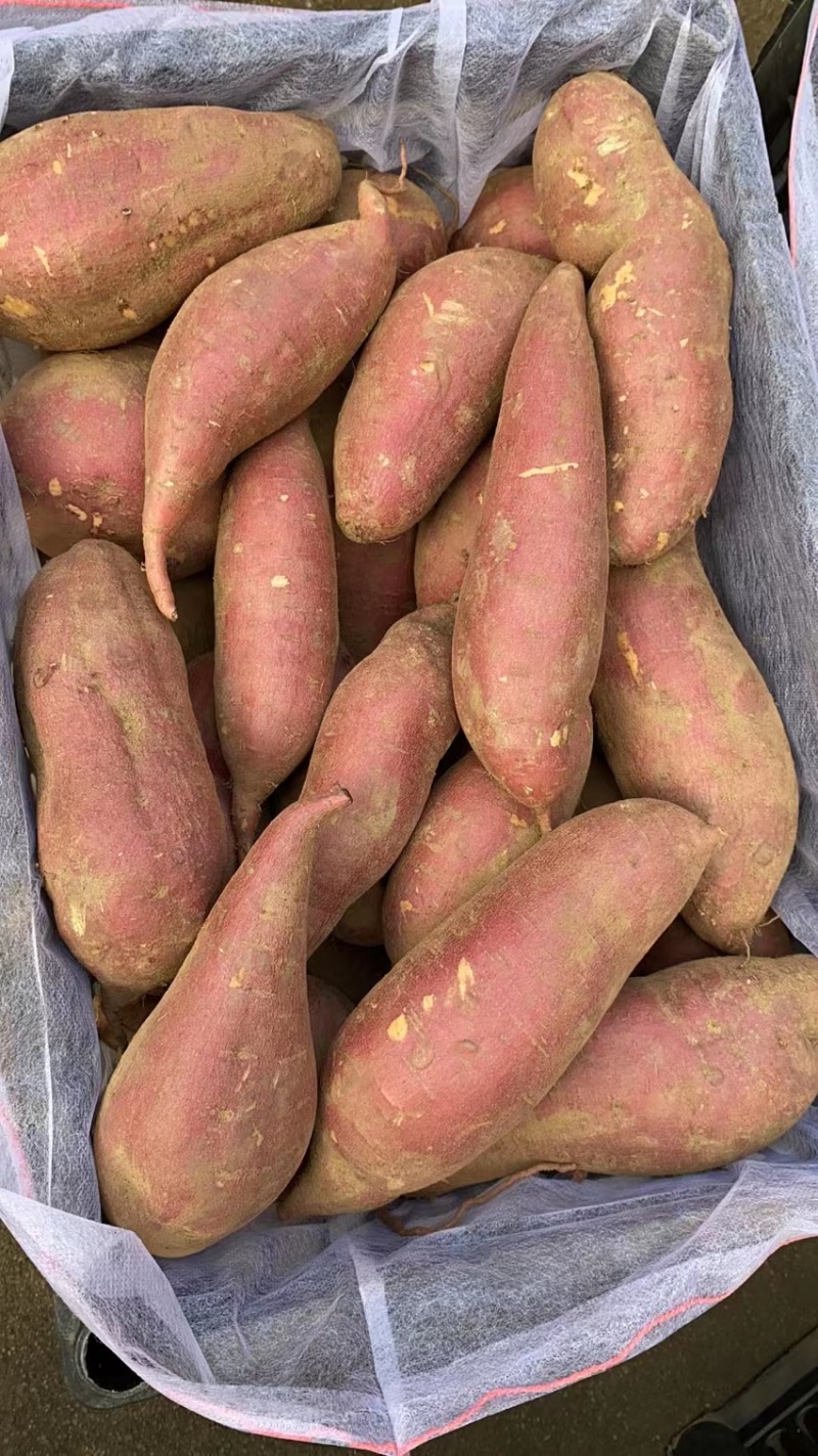 山东临沂精品红薯西瓜红大量上市纯沙土地种植