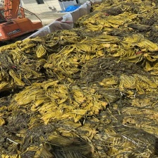 精品雪里红上市