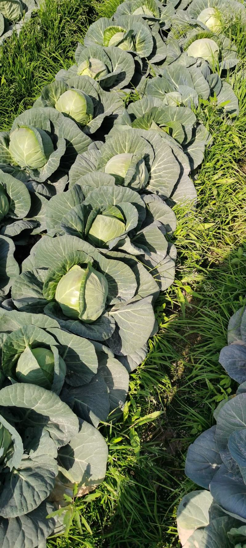 福建省漳州漳浦甘蓝菜大量上市了