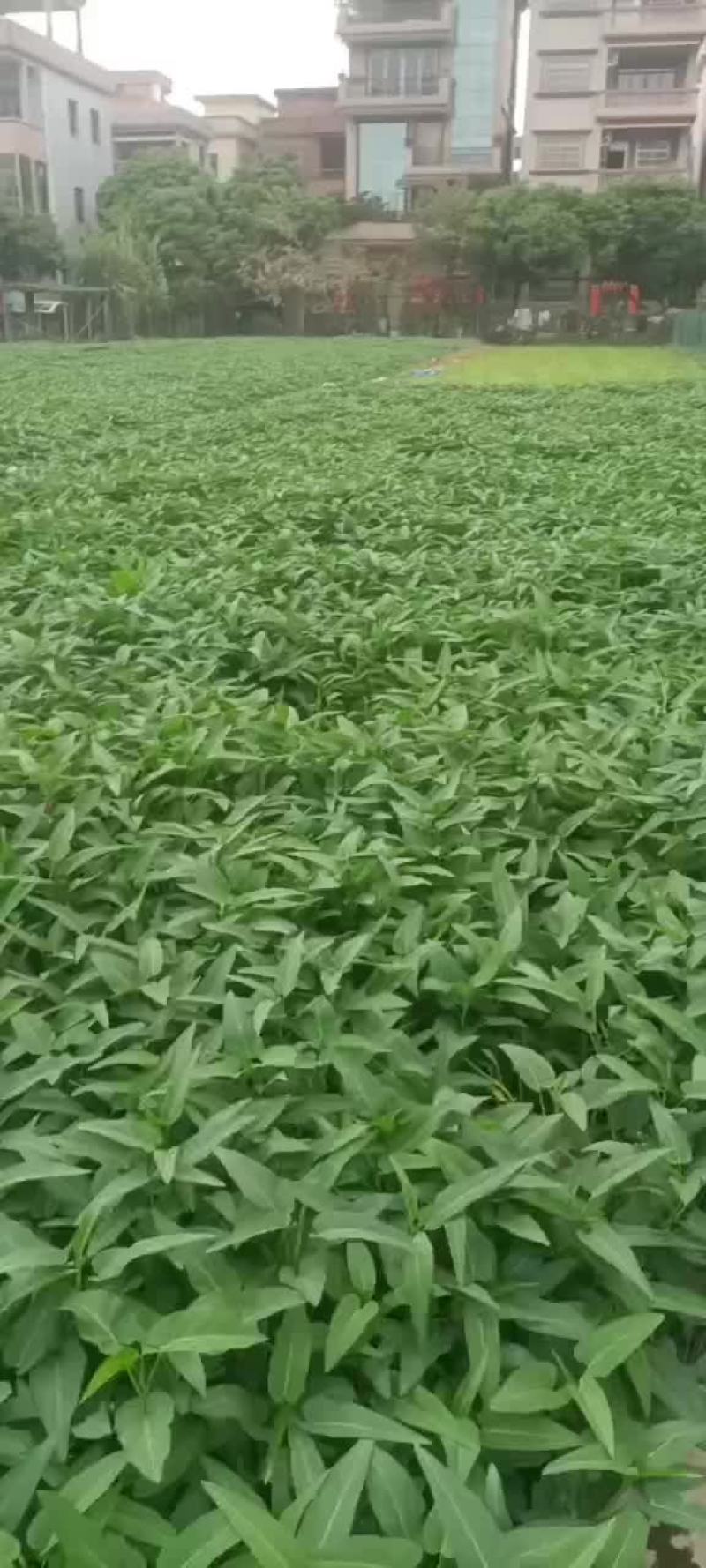 代办空心菜量大