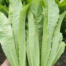 甘肃古浪油麦菜